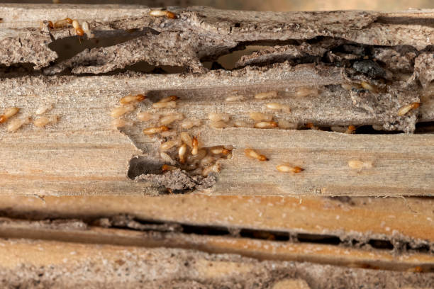 Best Best Pest Control Companies  in Greenwood, SC