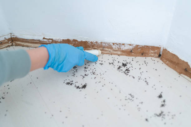 Professional Pest Control in Greenwood, SC